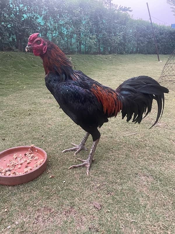 burmi Aseel (ustaad imran Mandi wala breed) 0