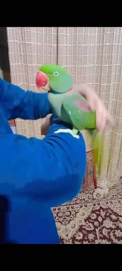 Raw Parrot