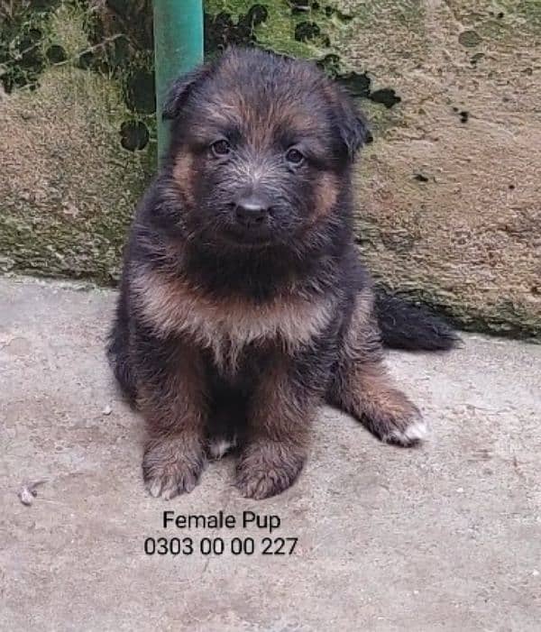 German Shepherd Long Hair Best Litre Of Lahore 2