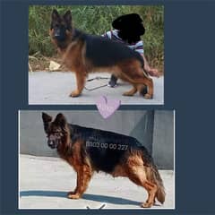 German Shepherd Long Hair Best Litre Of Lahore