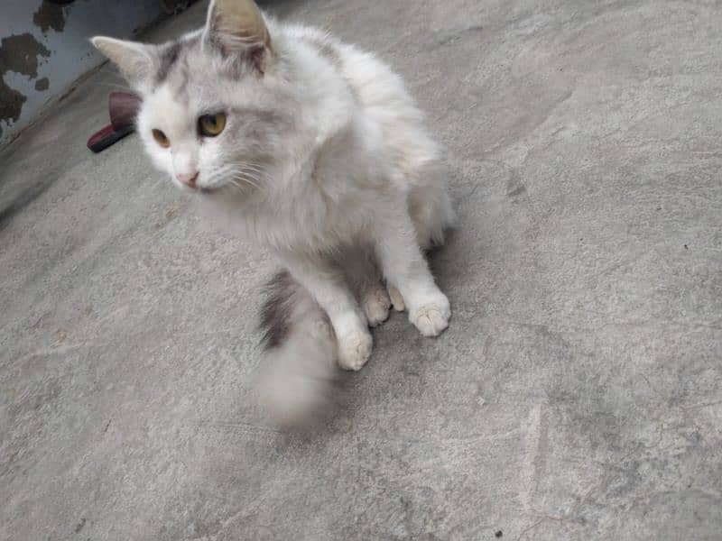 Russian Female cat for sale 0332/162/5859 0