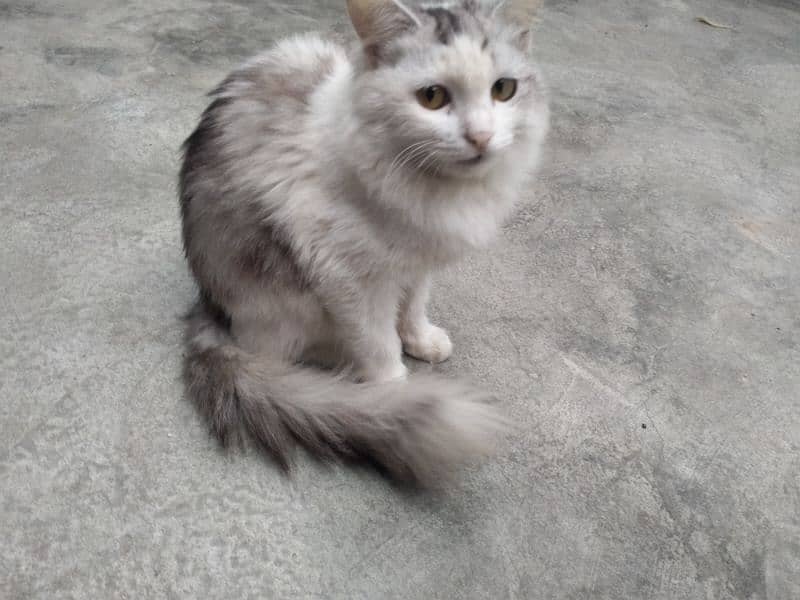 Russian Female cat for sale 0332/162/5859 1