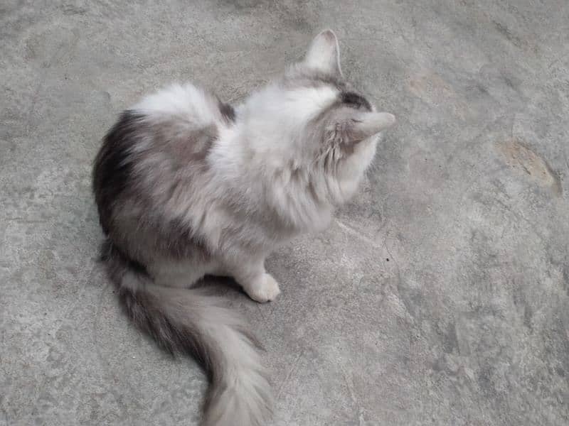 Russian Female cat for sale 0332/162/5859 2