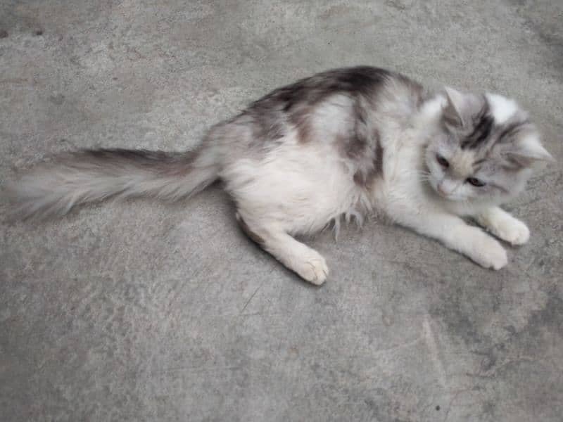 Russian Female cat for sale 0332/162/5859 3