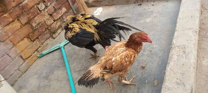 Aseel pair for sale 1