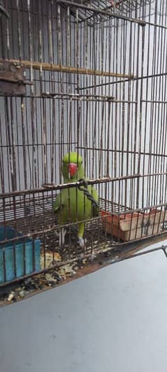 Ringneck parrot female