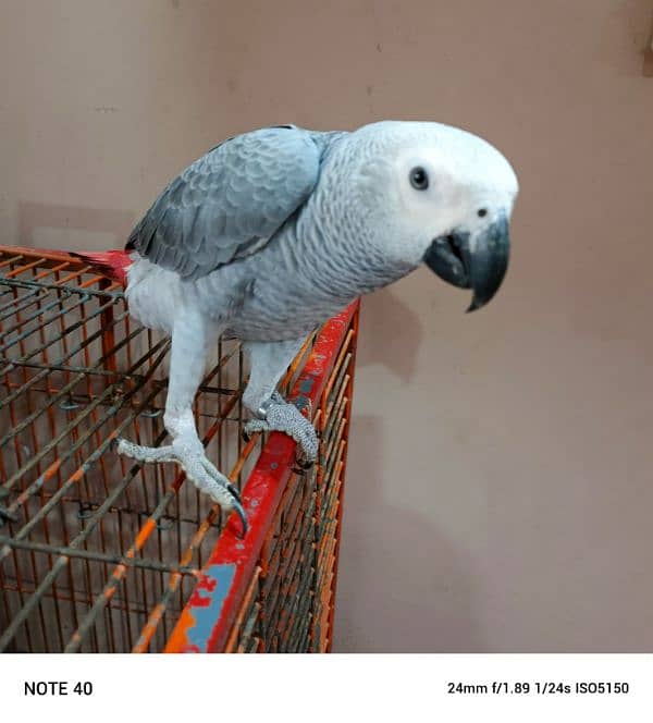 my African grey 3