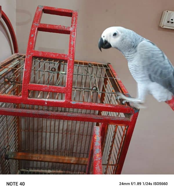 my African grey 4