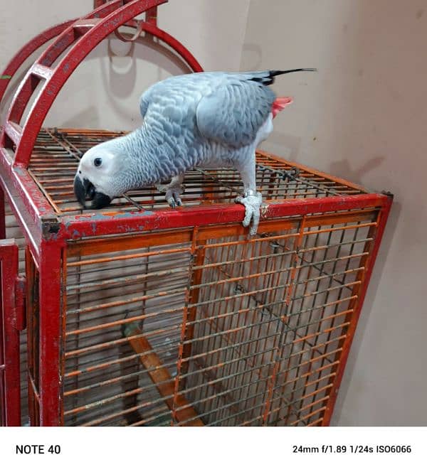 my African grey 5