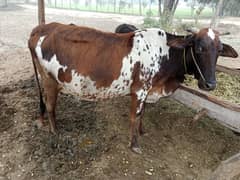 chosltani Desi cow for sell