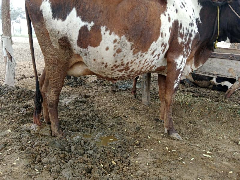 chosltani Desi cow for sell 1