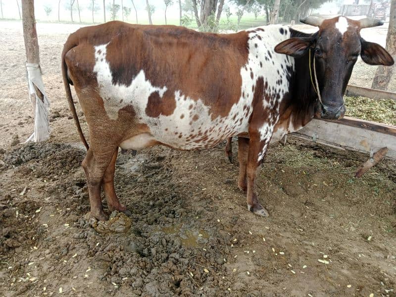 chosltani Desi cow for sell 2