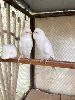 Red eye Australian budgies