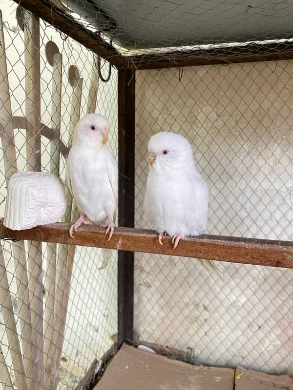 Red eye Australian budgies 1