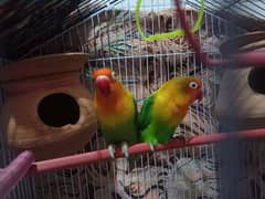 Love Birds Breeder Pair | Fishers