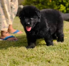 black German Shepherd long coat male puppy / German Shepherd puppy