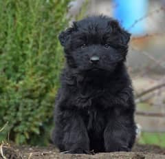 black German Shepherd long coat male puppy / German Shepherd puppy