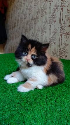 high quality|Punch face Kittens|persian cat|cute|triple|Calico cat