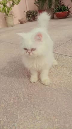 Persian Cat