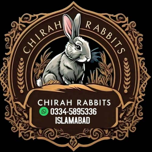 Rabbit/ rabbit for sale / flemish  rabbit / khargosh 1