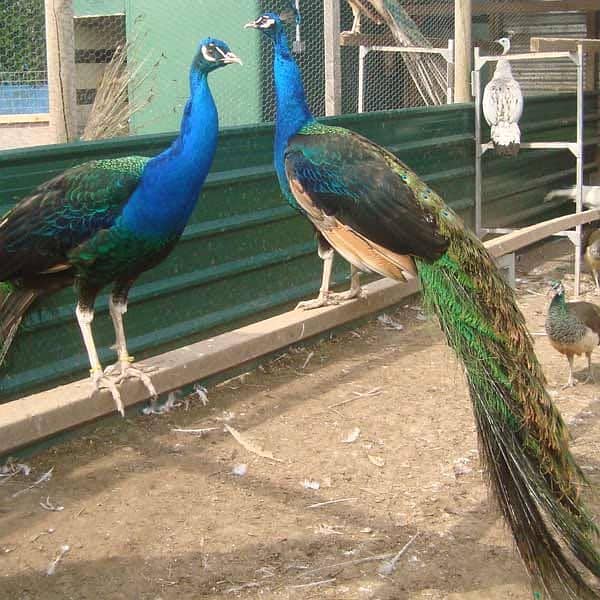 peacock 0