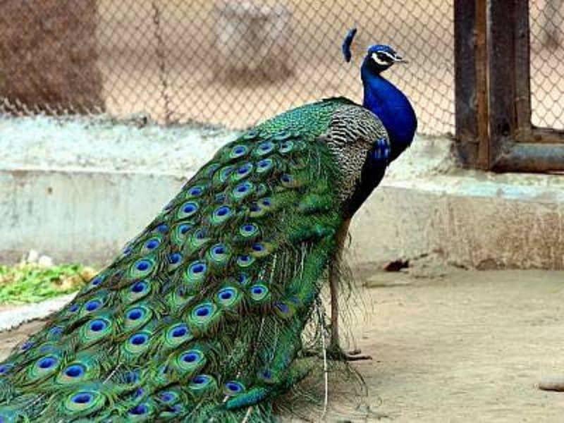 peacock 1