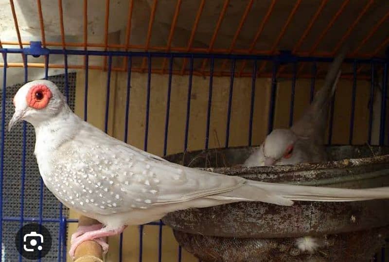 5 Breeder Diamond Dove Pairs, final price no discount 1