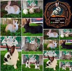 Rabbit/ rabbit for sale / Dutch dwarf rabbit / khargosh