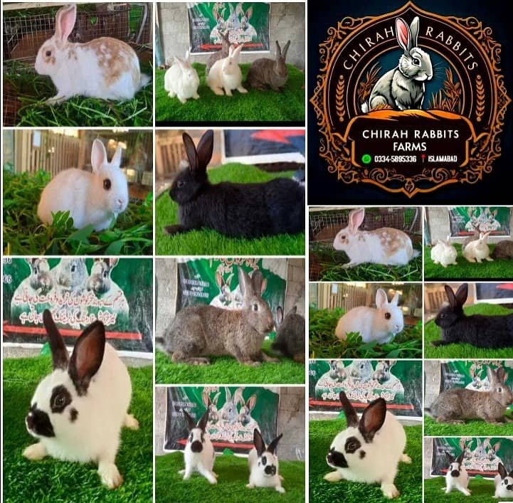 Rabbit/ rabbit for sale / flemish rabbit / khargosh 0