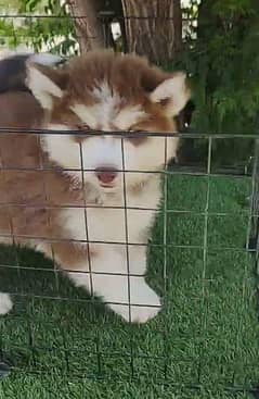 Siberianhusky puppie