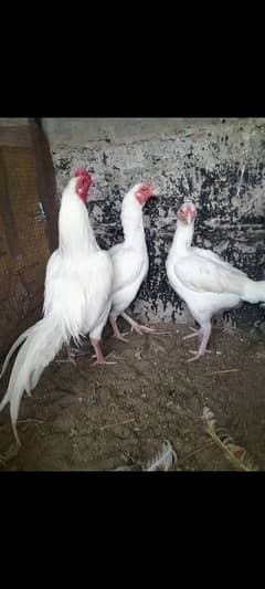 paper white hera 1 male 2 female foresale