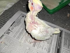 common white hand feed chick available heallthy active