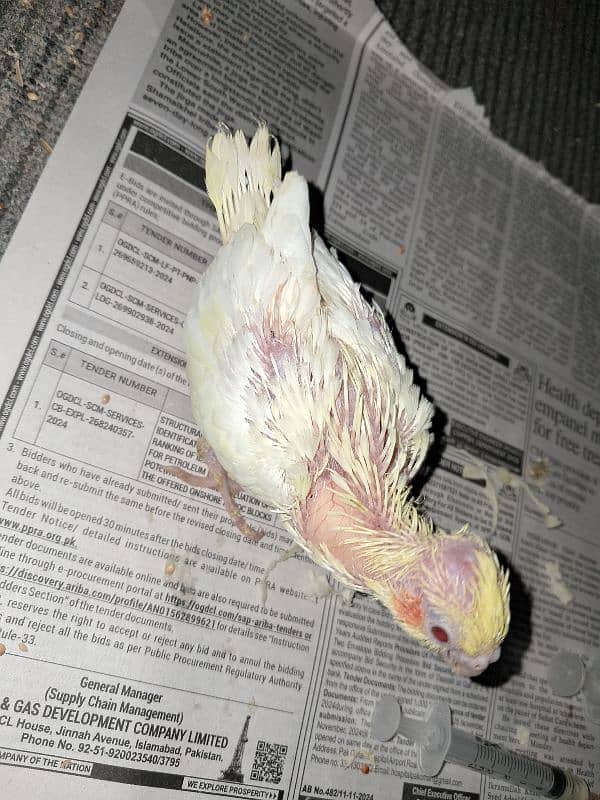 common white hand feed chick available heallthy active 1