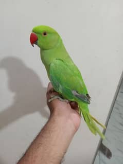 3 Green ring neck hand tame parrot with cage available for sale