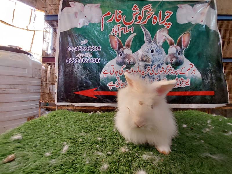 Rabbit/ rabbit for sale / newziland rabbit / khargosh 8