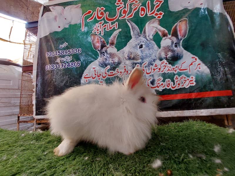 Rabbit/ rabbit for sale / newziland rabbit / khargosh 9