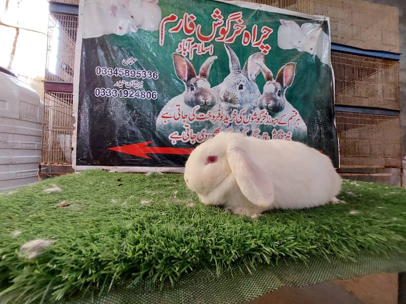 Rabbit/ rabbit for sale / newziland rabbit / khargosh 10