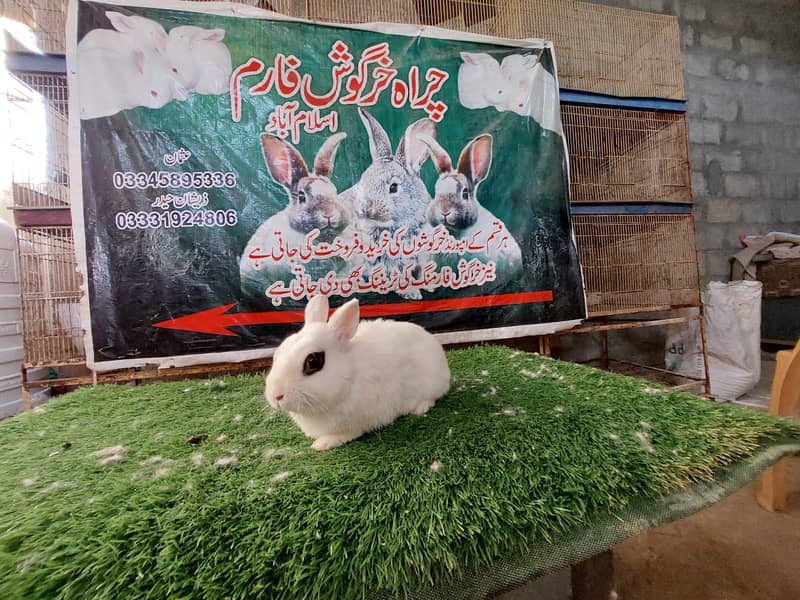 Rabbit/ rabbit for sale / newziland rabbit / khargosh 11