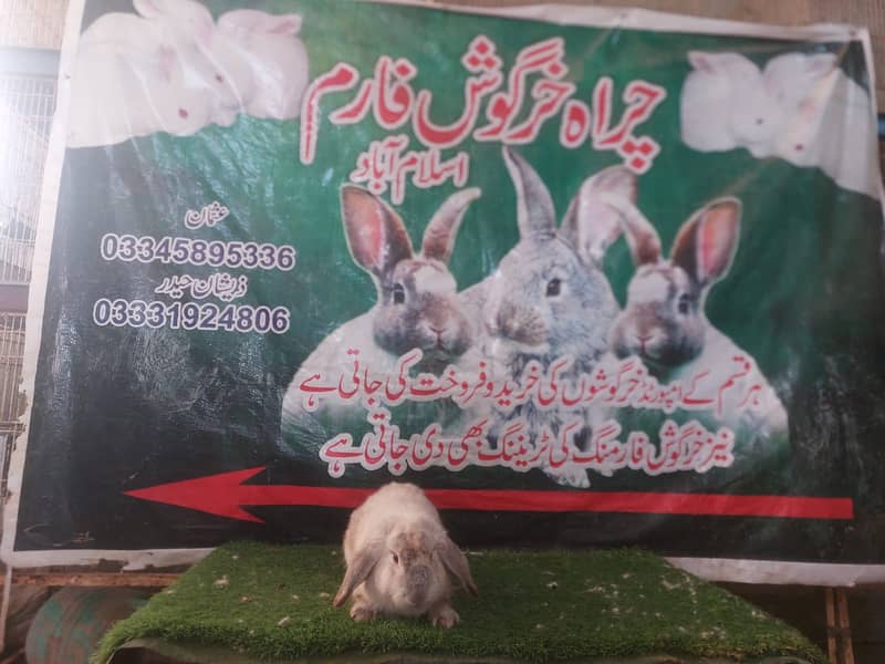 Rabbit/ rabbit for sale / newziland rabbit / khargosh 14