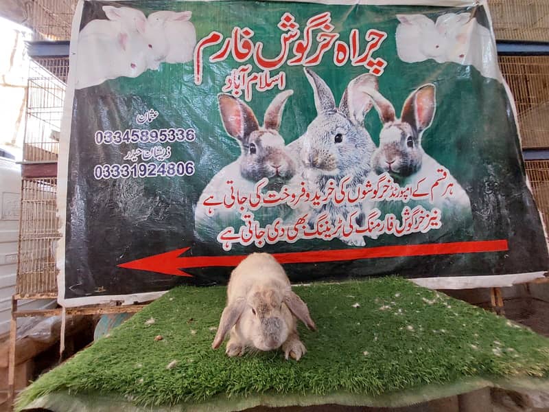 Rabbit/ rabbit for sale / newziland rabbit / khargosh 15