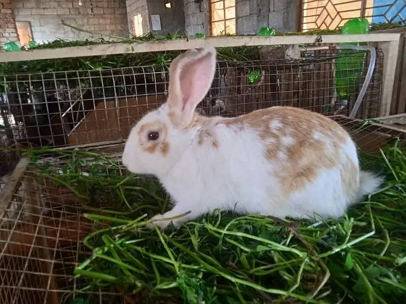 Rabbit/ rabbit for sale / newziland rabbit / khargosh 16