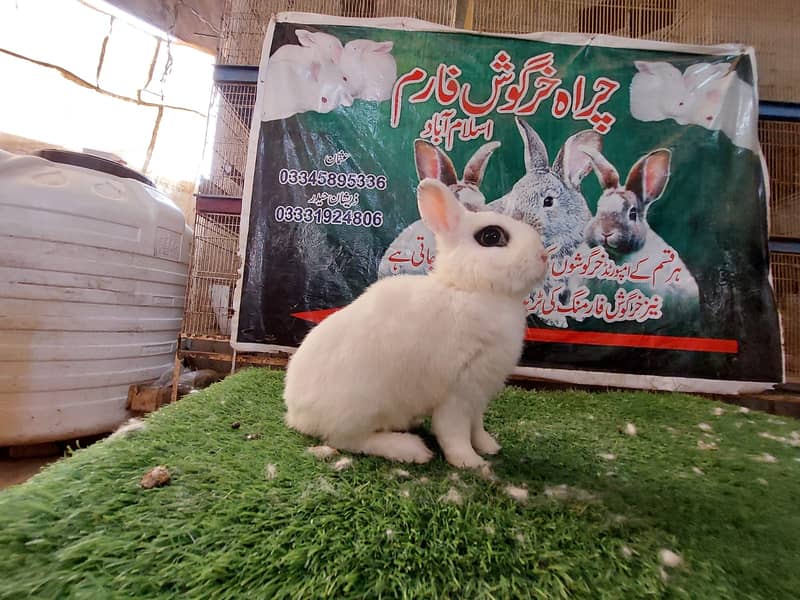 Rabbit/ rabbit for sale /flemish rabbit / khargosh 12