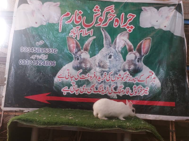 Rabbit/ rabbit for sale /flemish rabbit / khargosh 16