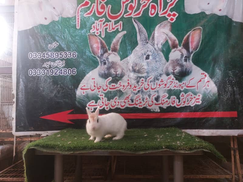 Rabbit/ rabbit for sale /flemish rabbit / khargosh 17