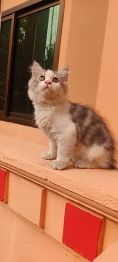 Persian kitten in gray & white