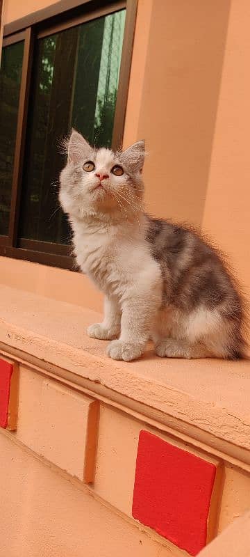 Persian kitten in gray & white 0