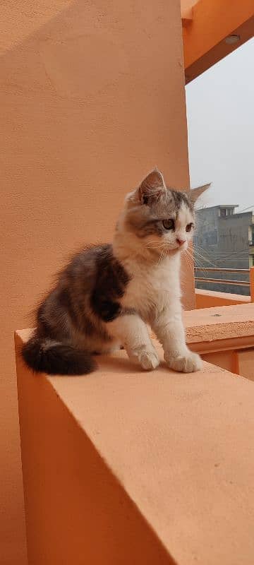 Persian kitten in gray & white 1