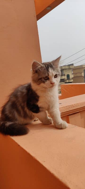 Persian kitten in gray & white 2