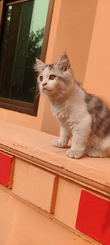 Persian kitten in gray & white 3