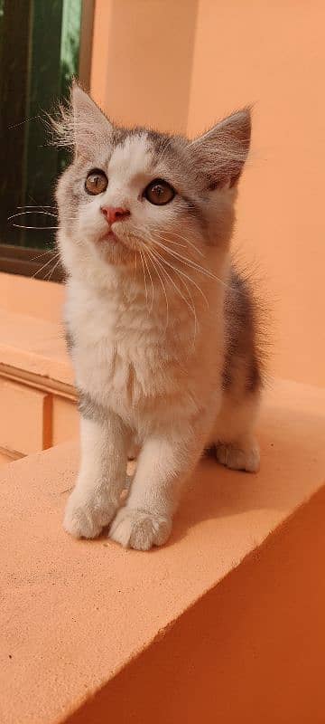 Persian kitten in gray & white 4